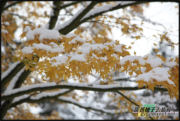 991120_溫哥華積雪0071.jpg