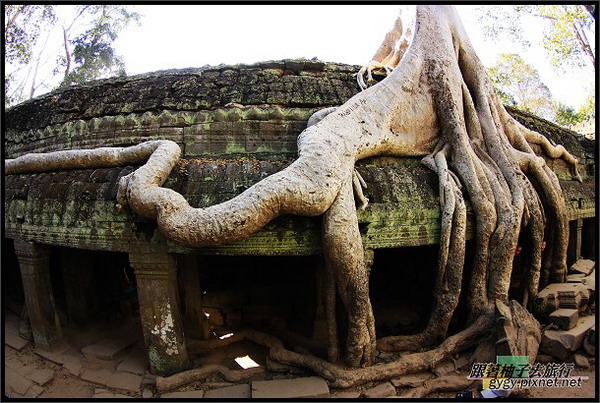 【塔普倫寺Ta Prohm 】超大樹根.jpg