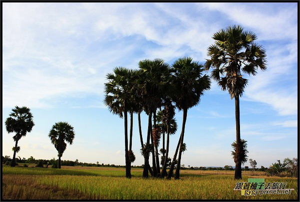 黃昏的棕櫚樹.jpg