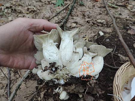 烟色離摺傘/Lyophyllum fumosum
