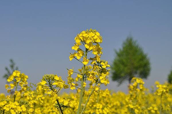 油菜花田