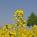 油菜花田