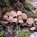 晶粒鬼傘/Coprinus micaceus