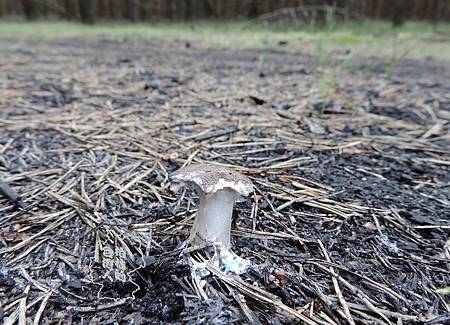 棕灰口蘑/Tricholoma terreum