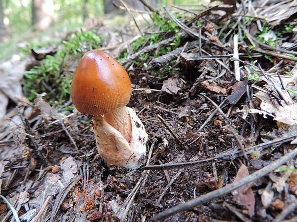 赤褐鵝膏 Amanita fulva.JPG