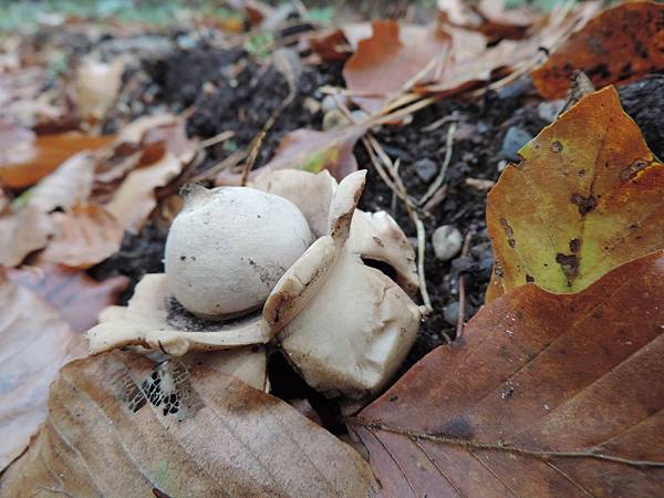 尖頂地星Geastrum triplexHalskrausen Erdstern