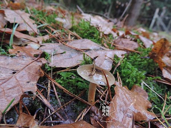 青黃蠟傘/Hygrophorus hypothejus 1