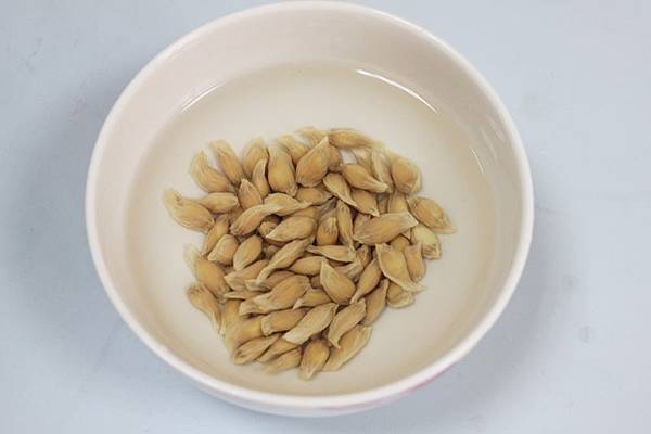 柚子盆栽2.jpg 柚子盆栽2.jpg