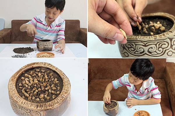 柚子盆栽3.jpg 柚子盆栽3.jpg