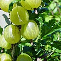 Stachelbeeren.jpg