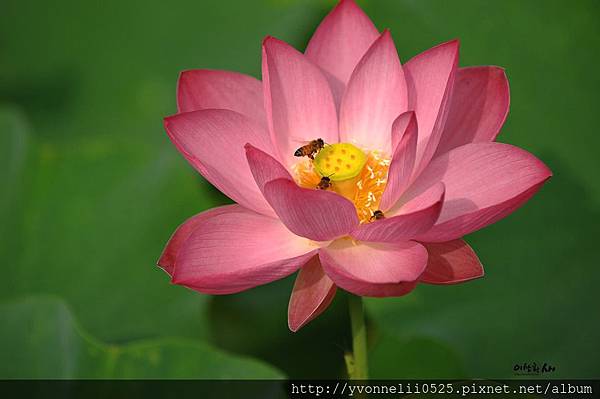 lotus-365317_960_720.jpg