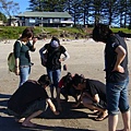一群人在研究螃蟹大便知性知性
