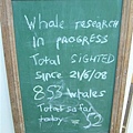 這是叫我們看免錢的鯨魚