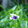 小紫花.jpg