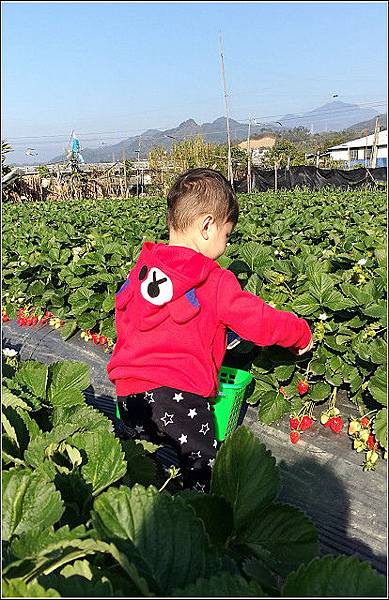 採草莓-奇奇草莓園 (56).jpg