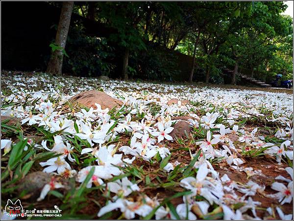 仁和步道桐花 - 001.jpg