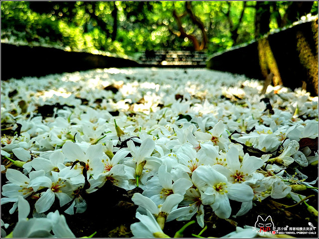 仁和步道桐花 - 008.jpg