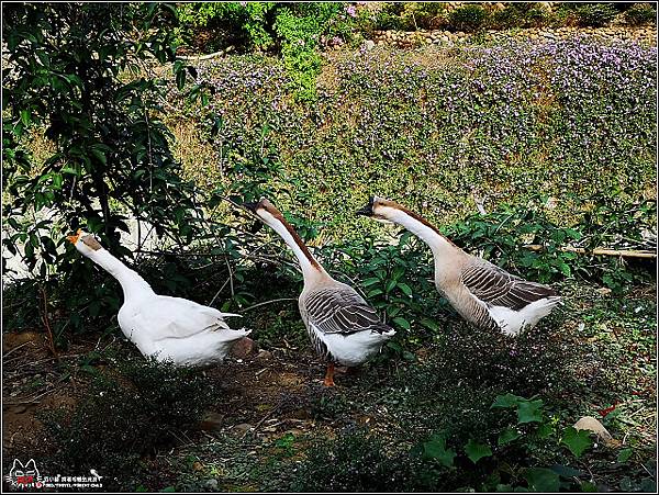 味衛佳柿餅 - 005.jpg