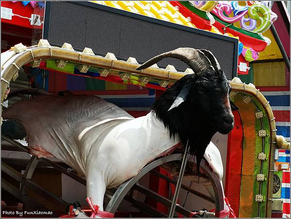 富岡集義祠 義民祭 賽神豬 - 015.jpg