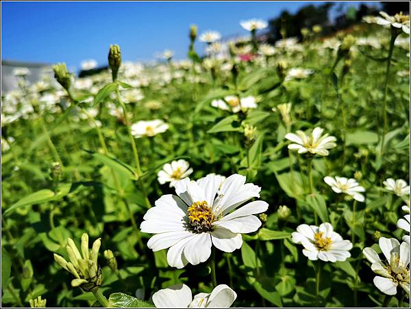 好客園區花海節 - 047.jpg