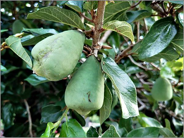 味衛佳柿餅 - 060.jpg