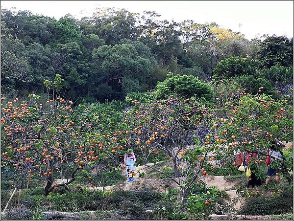 味衛佳柿餅 - 059.jpg