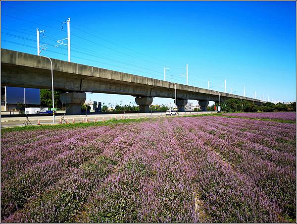 仙草花海節 - 005.jpg