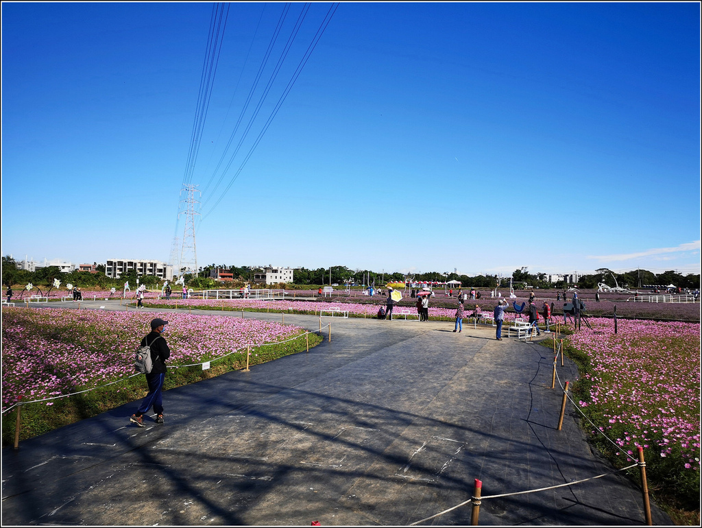 仙草花海節 - 010.jpg