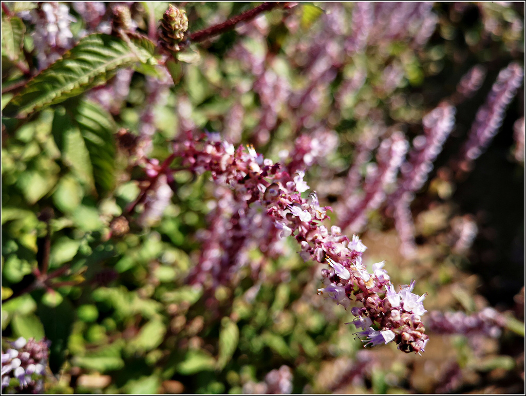 仙草花海節 - 028.jpg