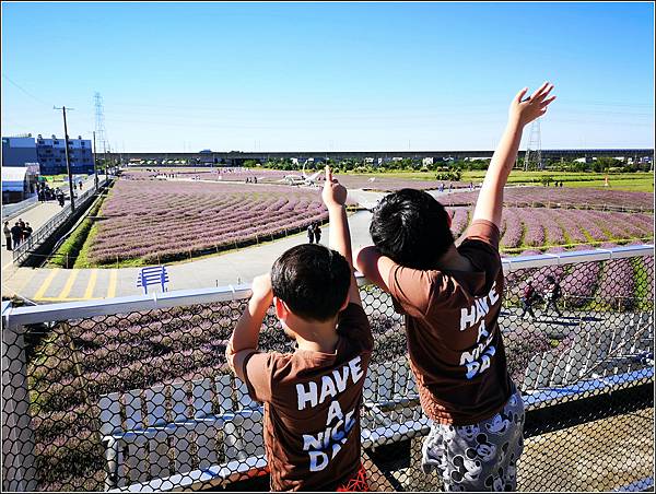 仙草花海節 - 052.jpg