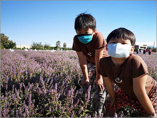 仙草花海節 - 059.jpg