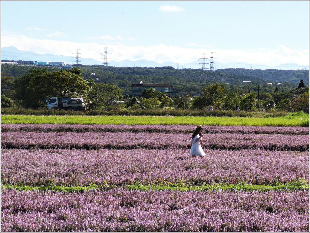 仙草花海節 - 067.jpg