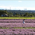 仙草花海節 - 067.jpg