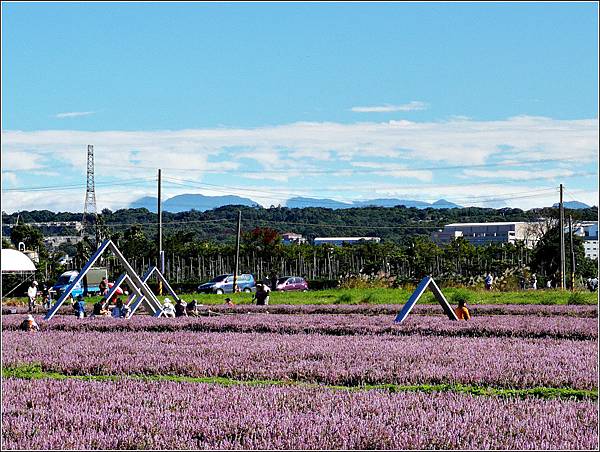 仙草花海節 - 071.jpg