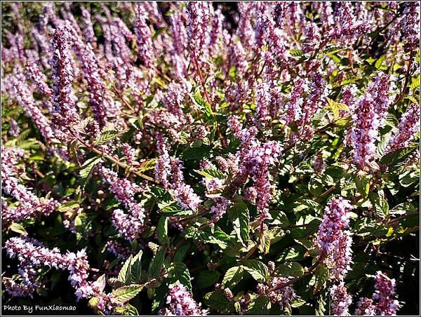 仙草花海節 - 074.jpg