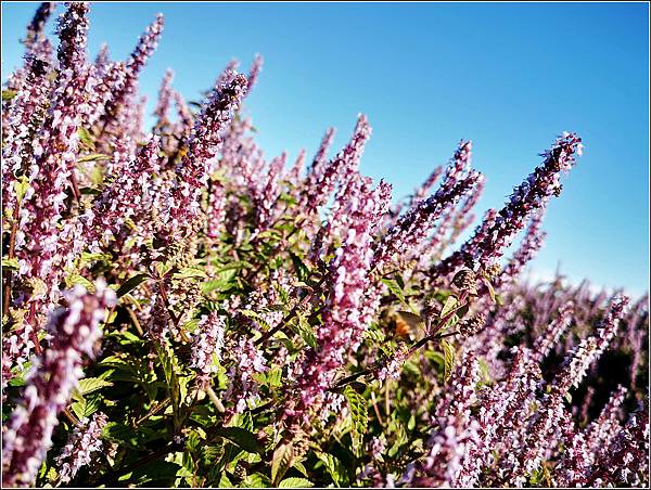 仙草花海節 - 073.jpg