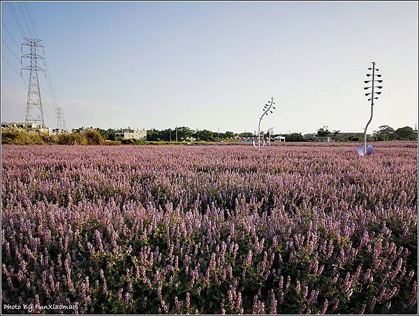 楊梅仙草花節 - 007.jpg