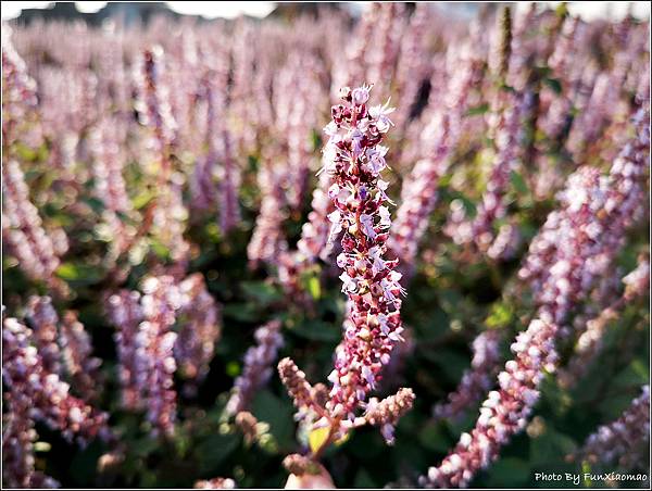 楊梅仙草花節 - 037.jpg