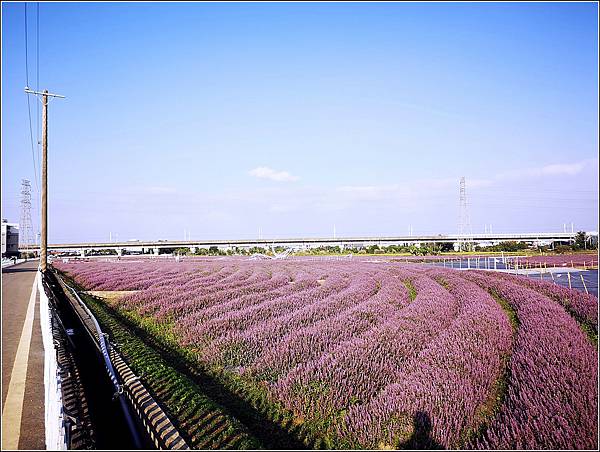 楊梅仙草花節 - 039.jpg