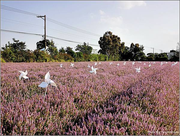 楊梅仙草花節 - 043.jpg