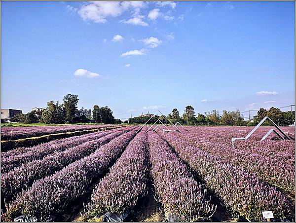 楊梅仙草花節 - 063.jpg