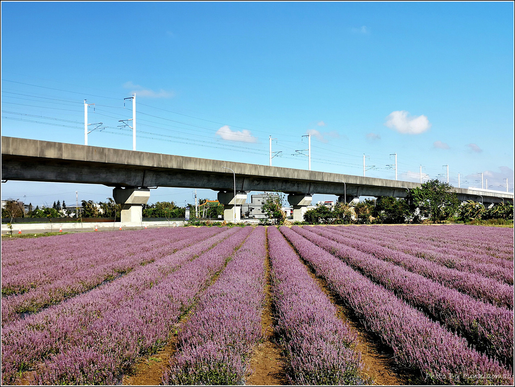 仙草花海節 - 005.jpg