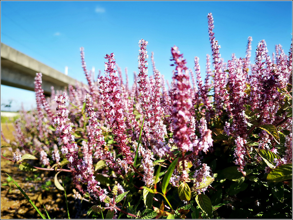 仙草花海節 - 013.jpg