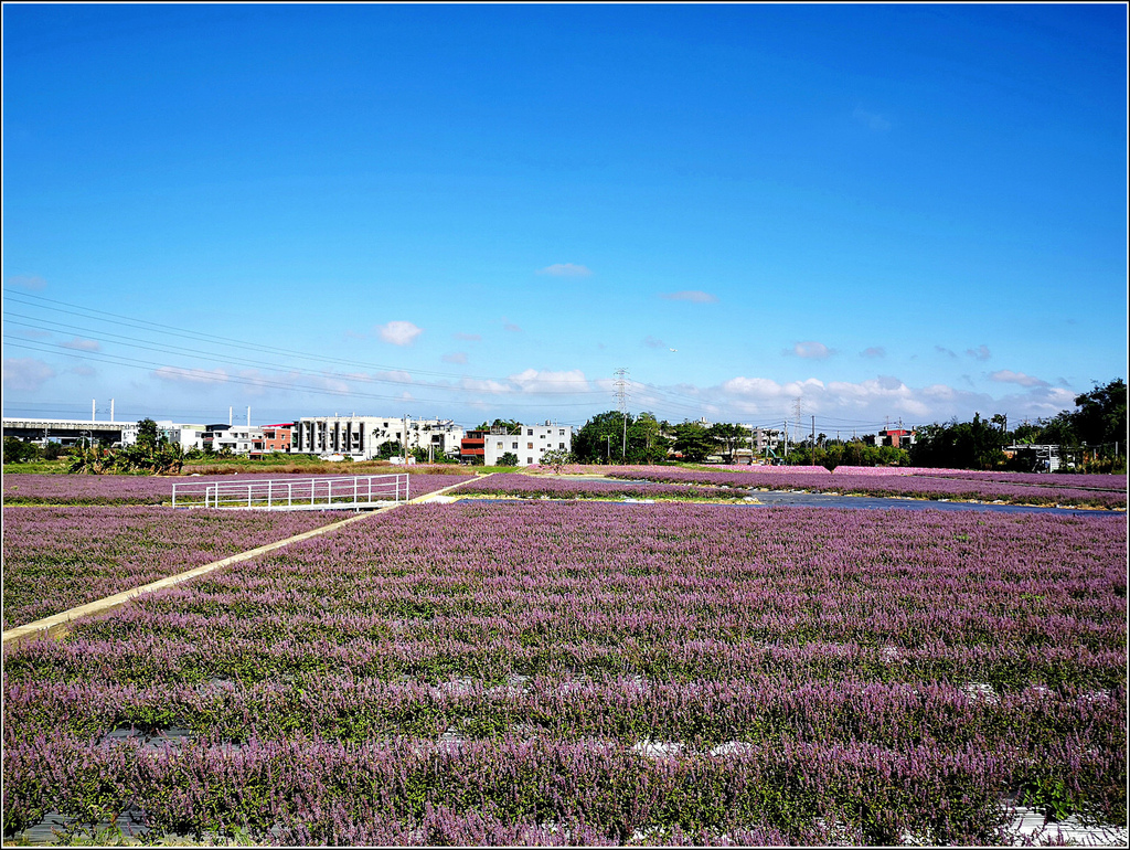 仙草花海節 - 021.jpg