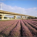 楊梅仙草花節 - 002.jpg