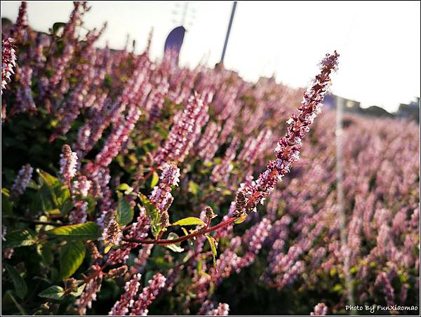 楊梅仙草花節 - 012.jpg