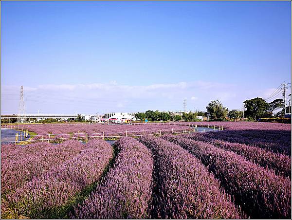 楊梅仙草花節 - 040.jpg