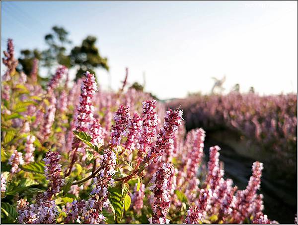 楊梅仙草花節 - 041.jpg