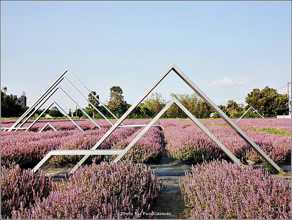 楊梅仙草花節 - 052.jpg