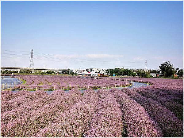 楊梅仙草花節 - 072.jpg